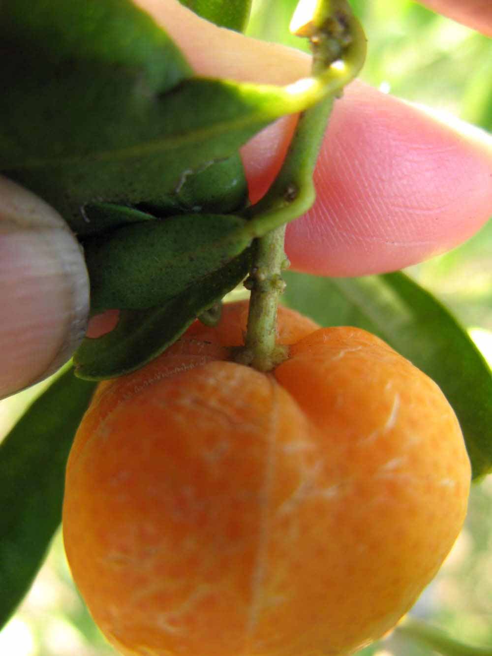              Fruit (Winter Haven, FL)       